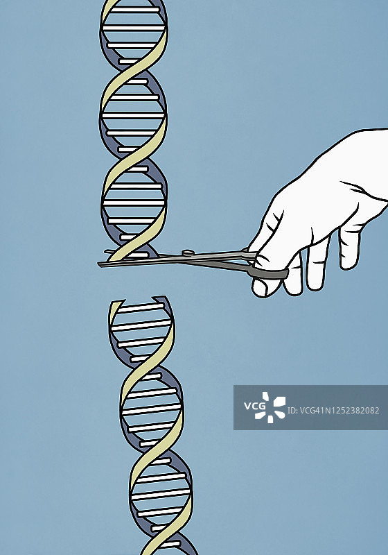 手持剪刀切割双螺旋结构图片素材