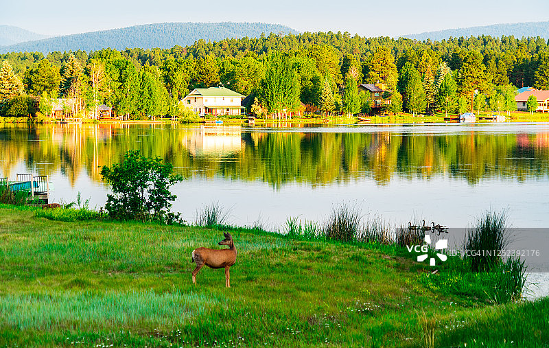 在湖边欣赏日落倒影的骡鹿图片素材