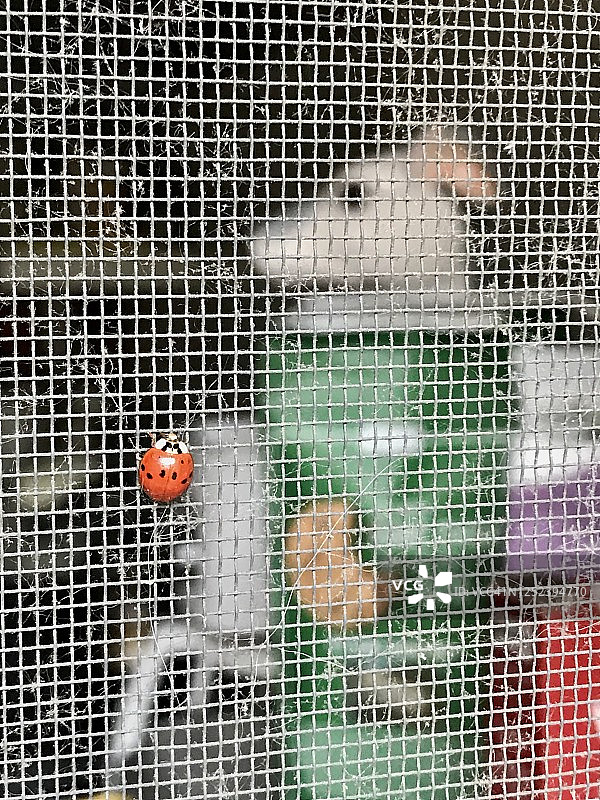 窗户上的瓢虫图片素材