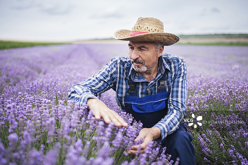 年长的农民欣赏他的薰衣草田收成图片素材