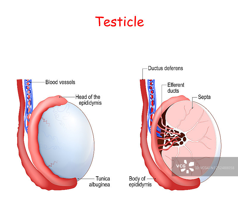 睾丸解剖结构图片素材
