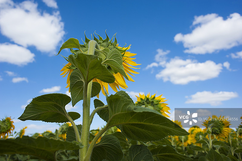 蓝天下的向日葵田图片素材