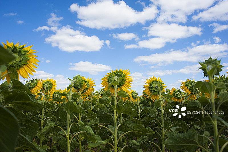 蓝天下的向日葵田图片素材