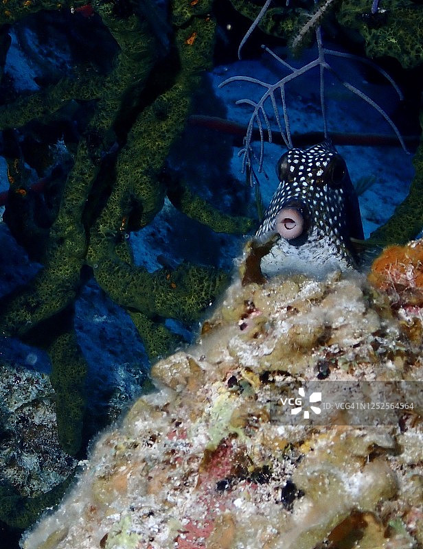 光滑的箱鲀（Lactophrys triqueter），大开曼图片素材