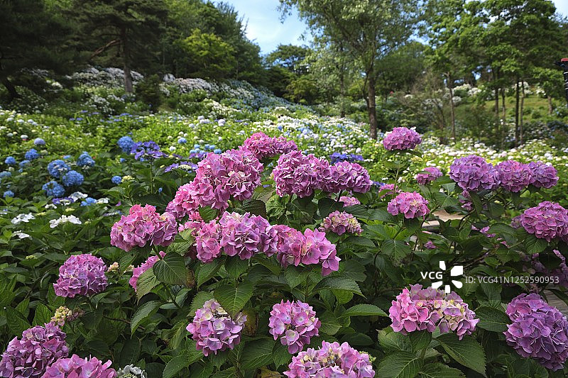 日本京都府舞鹤自然文化公园盛开的绣球花海图片素材