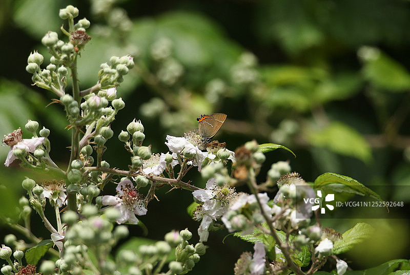 在灌木丛高处黑莓花上采蜜的珍稀白字蝶图片素材