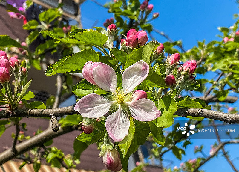 苹果花图片素材