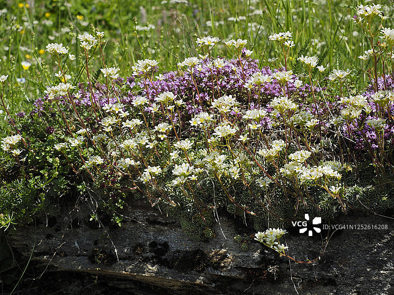 阿加罗湖岸边开花的匍匐百里香图片素材