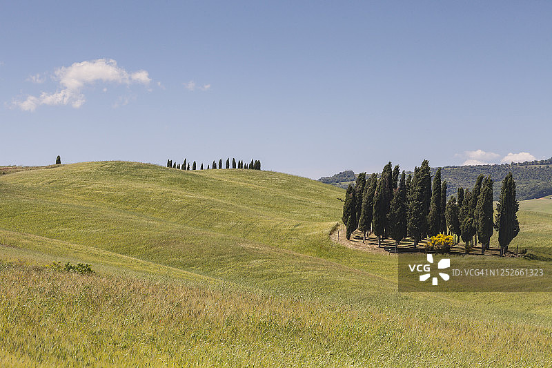 意大利托斯卡纳奥尔恰谷柏树图片素材