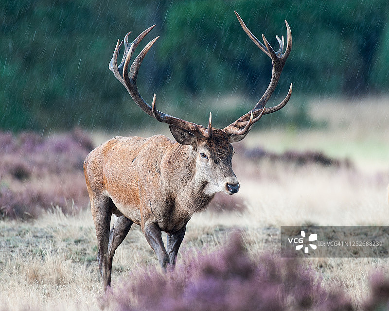 雄性赤鹿在雨中行走图片素材
