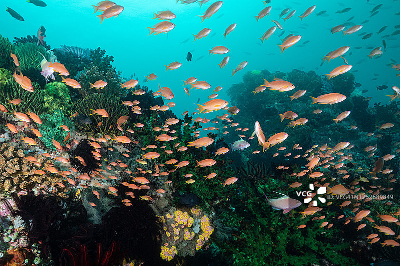 菲律宾珊瑚礁与花鮨鱼群图片素材