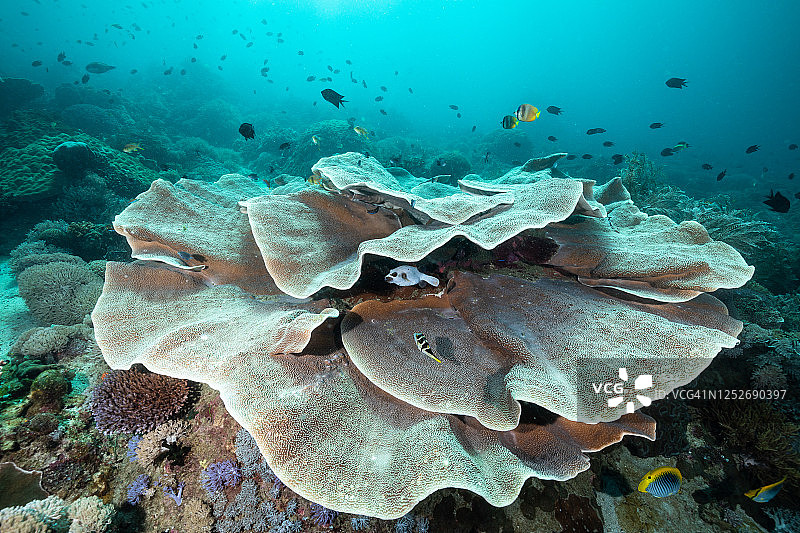 Montipora Delicatula盘珊瑚图片素材