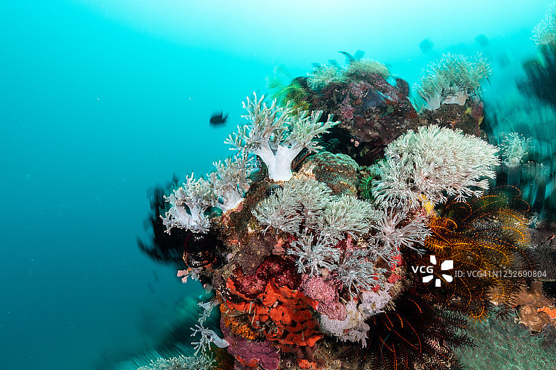 使用动态模糊技术的珊瑚礁图片素材
