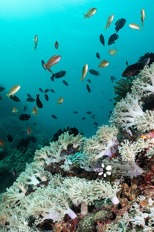 健康的菲律宾珊瑚礁图片素材