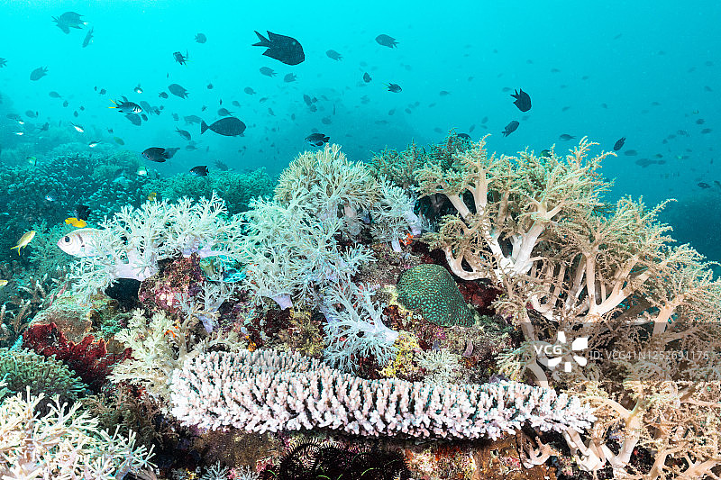 加莱拉港的生物多样性珊瑚礁图片素材
