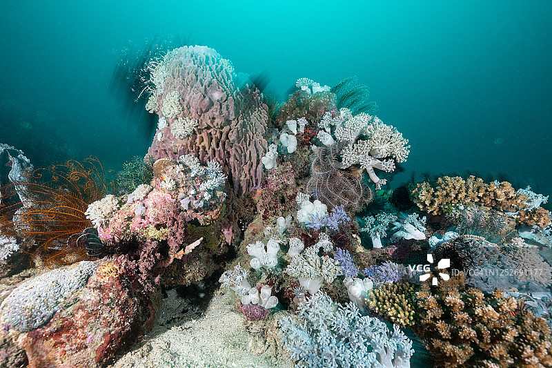 使用动态模糊技术的珊瑚礁图片素材