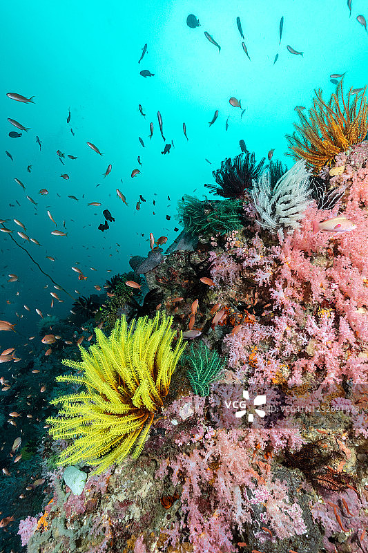 菲律宾彩色珊瑚礁图片素材