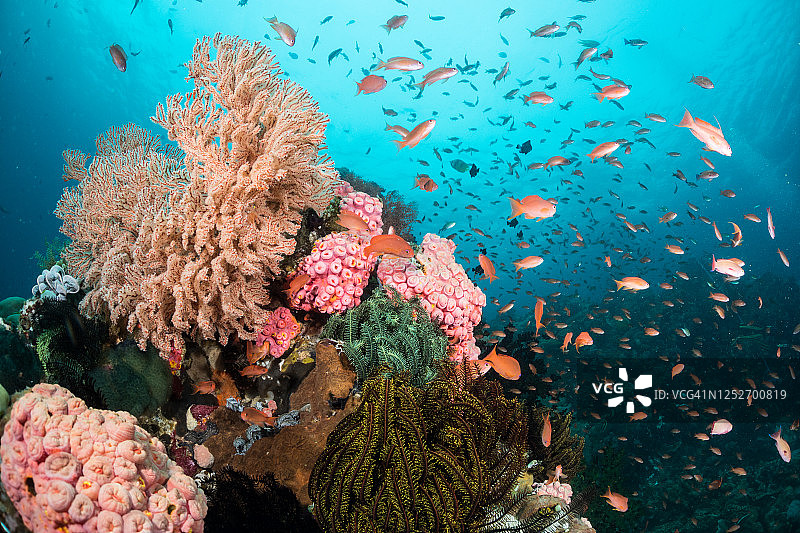 菲律宾水下礁石图片素材