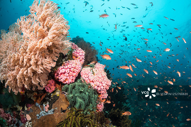 菲律宾水下礁石图片素材
