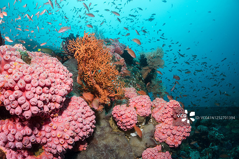 菲律宾珊瑚礁与橙色杯状珊瑚图片素材