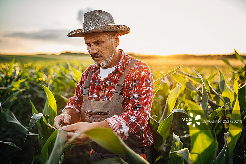 年长的农民检查玉米质量图片素材