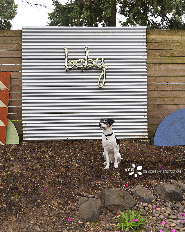 一只狐狸梗犬坐在婴儿气球前，看向镜头外图片素材