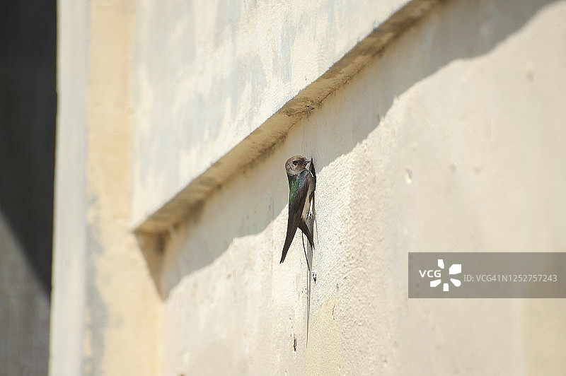 崖燕喂食幼鸟图片素材