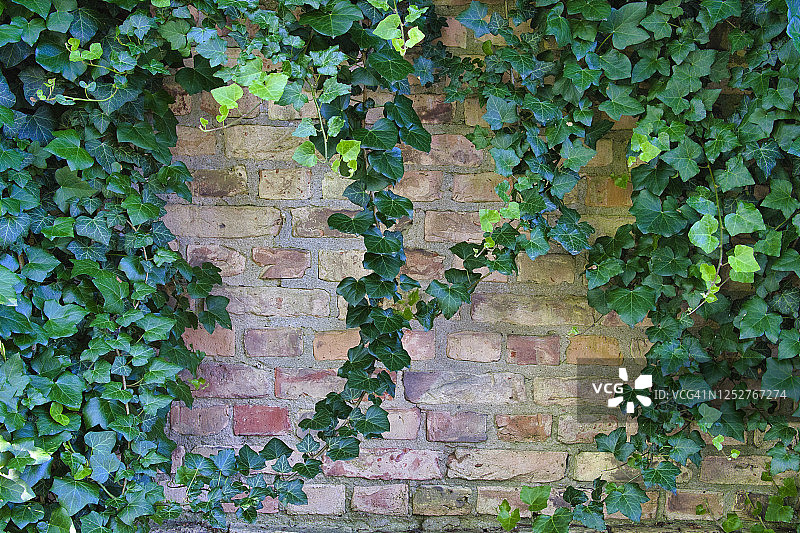 勃兰登堡Beeskow砖墙上的常见常春藤特写图片素材