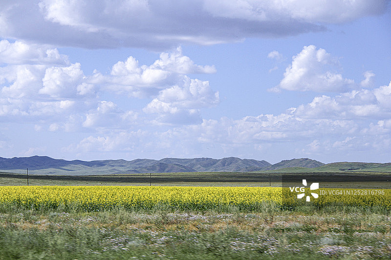蒙古哈斯台国家公园草原上的野生黄色花田图片素材