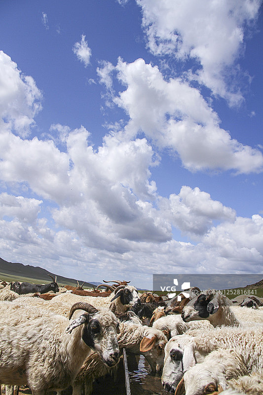 蒙古草原上的羊群和山羊群图片素材