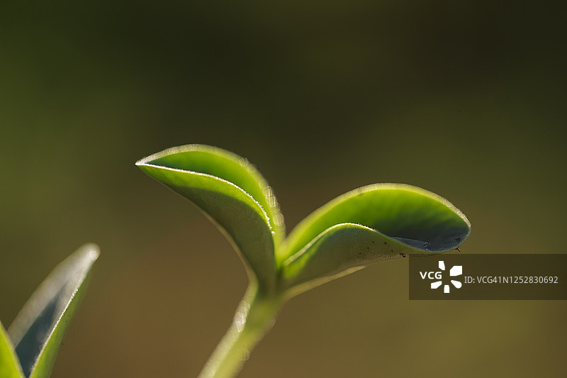 南瓜籽幼苗特写图片素材