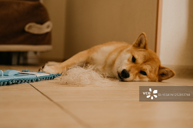 狗狗的居家生活图片素材