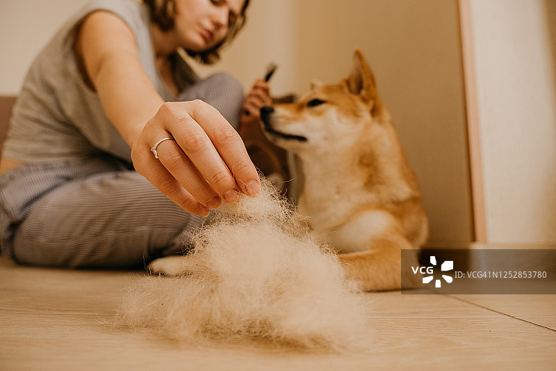 狗狗的居家生活图片素材