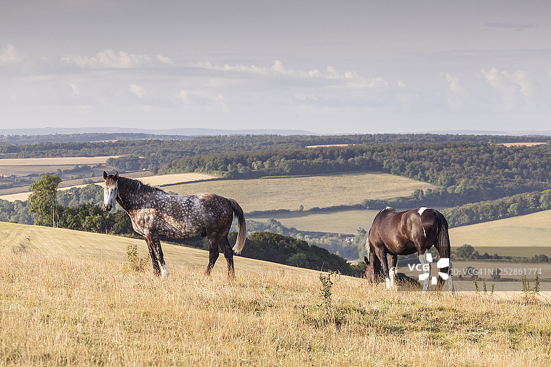 多塞特郡汉布尔登山上的马群图片素材