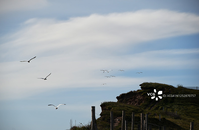 飞翔的海鸥图片素材