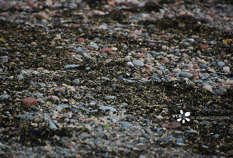 寻找白鹡鸰图片素材