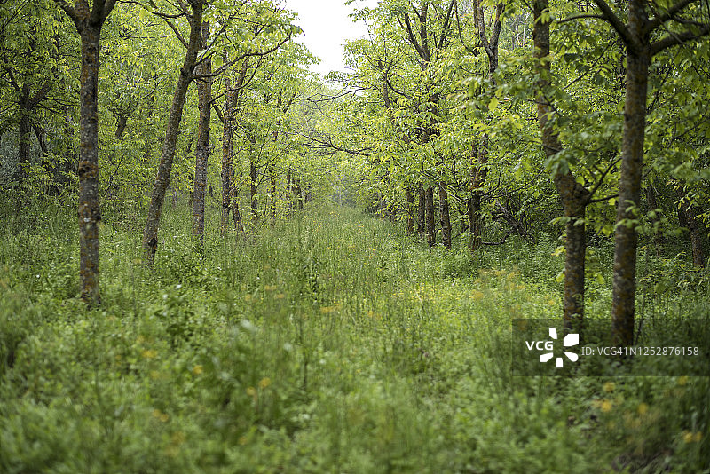 森林中废弃的白杨树。春季景象图片素材
