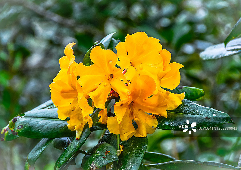 马来西亚沙巴神山上的黄色或低地杜鹃花图片素材