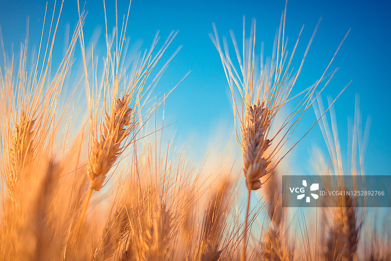 阳光明媚的麦田图片素材