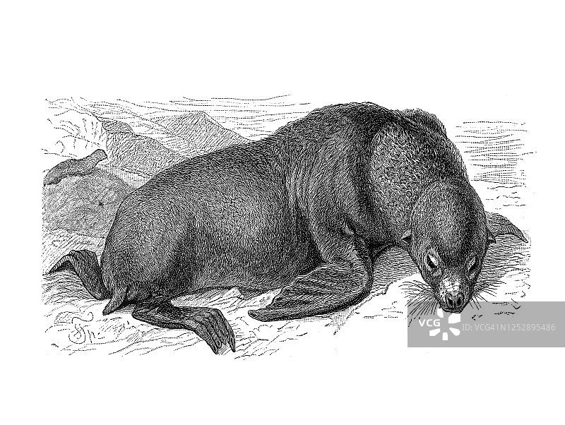 海狮古老雕刻插图图片素材