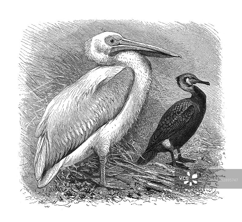 普通鸬鹚和大白鹈鹕古老雕刻插图图片素材