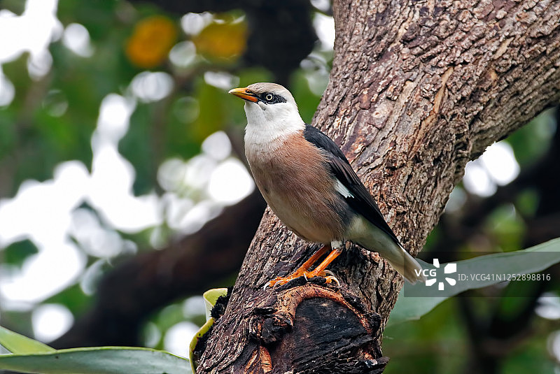 栖息在树上的泰国灰头椋鸟图片素材