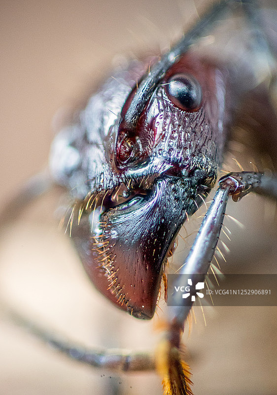子弹蚁面部的微距照片图片素材