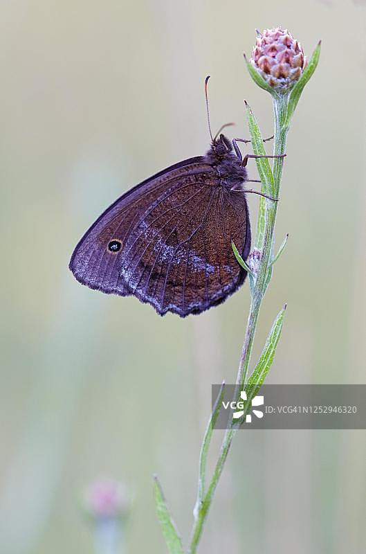 德国巴伐利亚州花朵上的眼蝶图片素材