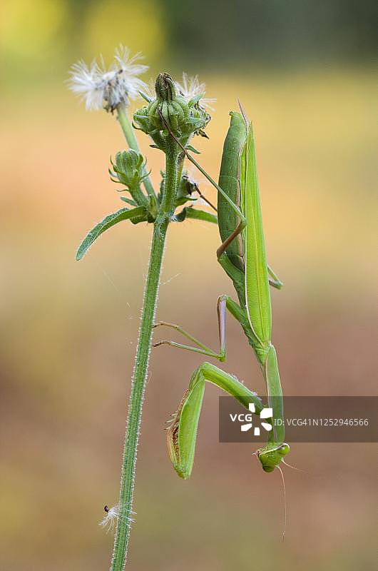 中华大刀螳螂，克罗地亚伊斯特里亚图片素材