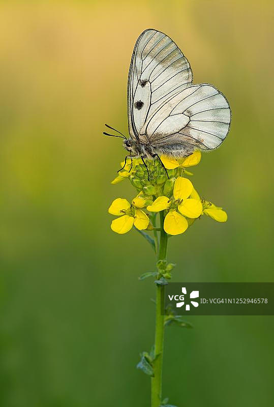 奥地利，泽温克尔，云状阿波罗绢蝶栖息在开花植物上图片素材