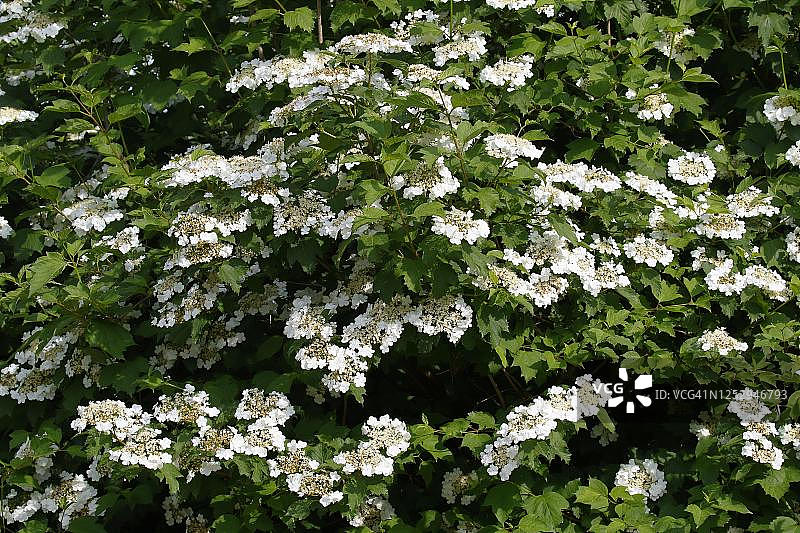 欧洲荚蒾花朵，德国石勒苏益格-荷尔斯泰因图片素材