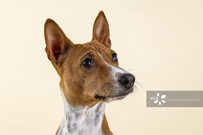 4岁的红白色巴辛吉犬，动物肖像，在奥地利拍摄图片素材