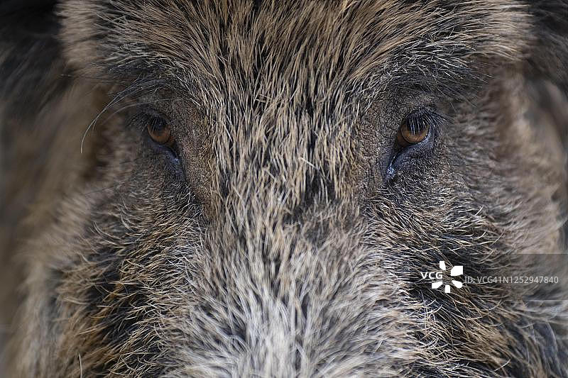 野猪，德国莱茵兰-普法尔茨图片素材