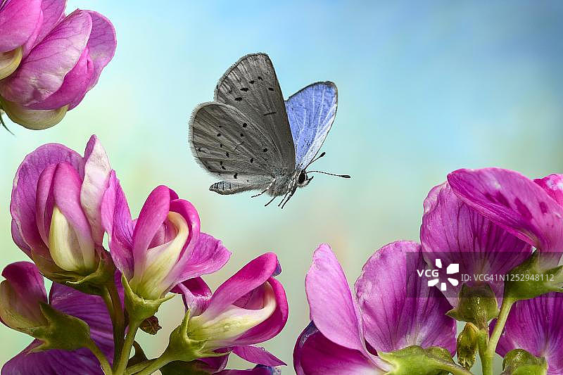 德国，在扁豆花朵上飞行的冬青蓝灰蝶图片素材